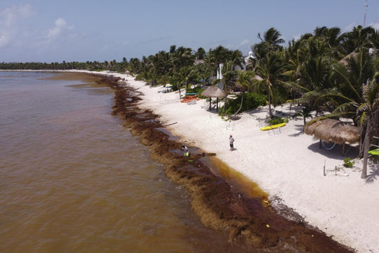a beach full of sargassum
