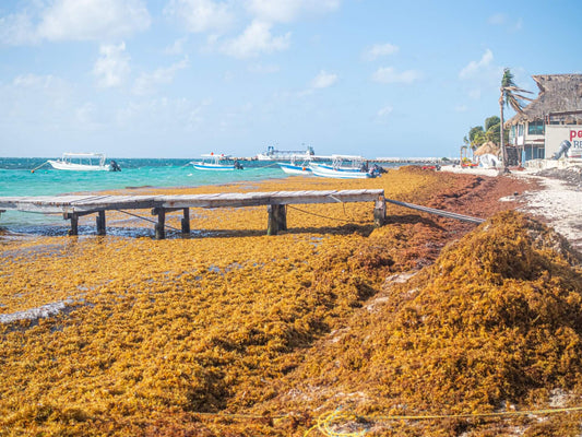 When to Visit the Riviera Maya in 2025 (Avoid Sargassum)