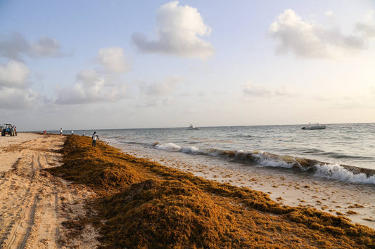 beach with sargassum