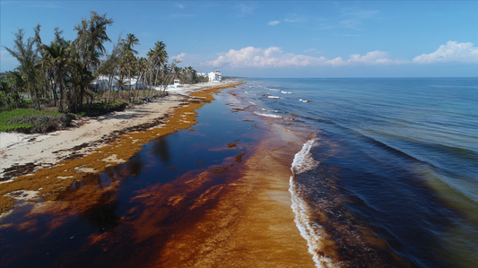 a beach covered in brown water and sargassum