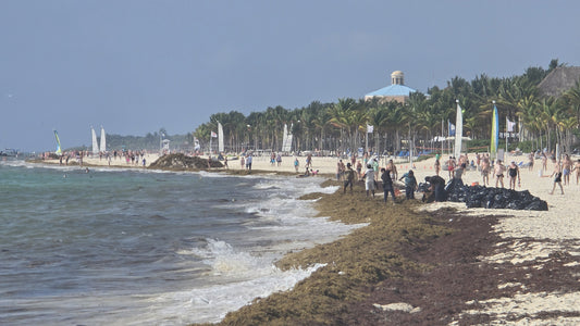 Sargassum Riviera Maya Update: Playacar, Xpu-Ha & Puerto Morelos Beach Conditions Today