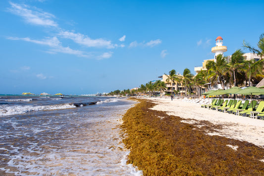 Riviera maya Sargassum 2026